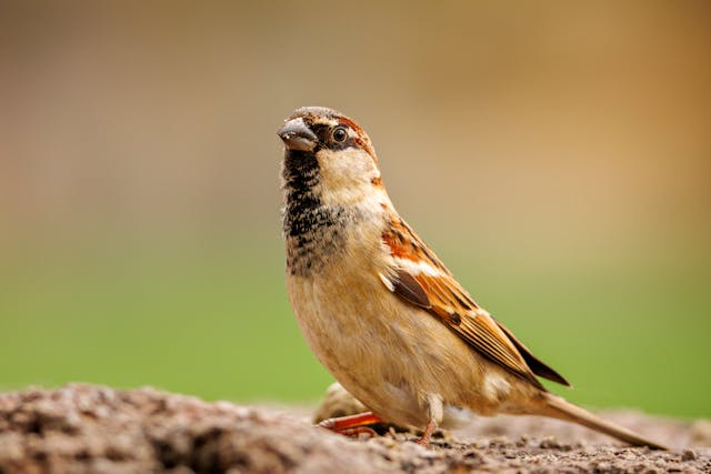 world sparrow day